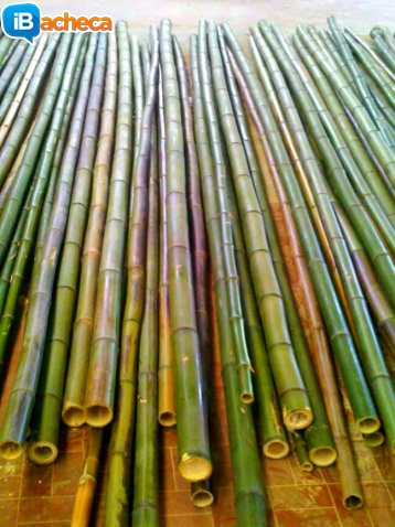 Immagine 3 - Vendo canne di bambù
