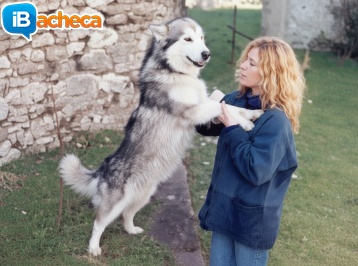 Immagine 1 - Consulto