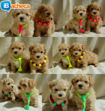 Immagine 1 - Maltipoo