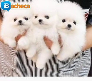 Immagine 1 - Pomerania