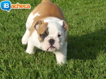 Immagine 1 - Bulldog inglese