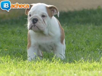Immagine 3 - Bulldog inglese