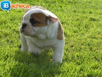 Immagine 4 - Bulldog inglese