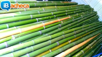 Immagine 4 - Canne di bambù bambu con