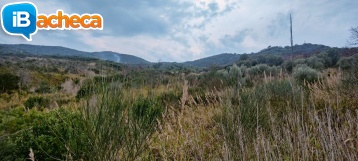 Immagine 1 - 55 terreno agricolo