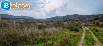 Immagine 3 - 55 terreno agricolo