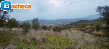 Immagine 4 - 55 terreno agricolo