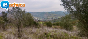 Immagine 5 - 55 terreno agricolo