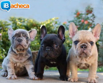 Immagine 1 - Bulldog