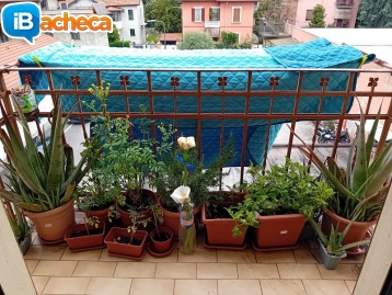 Immagine 2 - 2 locali non arredato