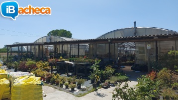 Immagine 1 - Vivaio