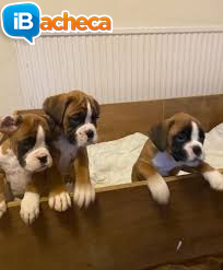 Immagine 1 - Regalo cuccioli di Boxer