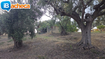 Immagine 4 - 69 terreno metoio