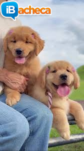Immagine 1 - Regalo Golden Retriever