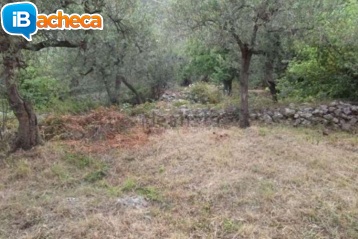 Immagine 5 - Rif.T3