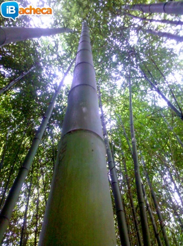 Immagine 1 - In vendita canne di bambù