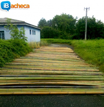 Immagine 3 - In vendita canne di bambù