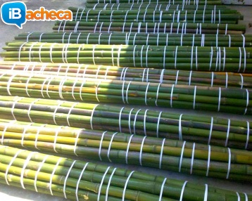 Immagine 4 - In vendita canne di bambù
