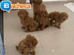 Immagine 1 - Regalo Barboncino Toy