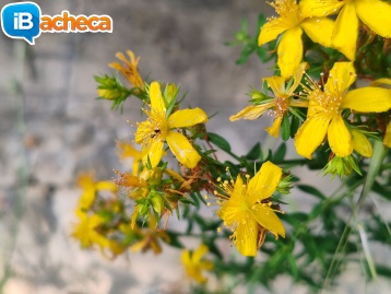 Immagine 1 - Infelicemente sposato