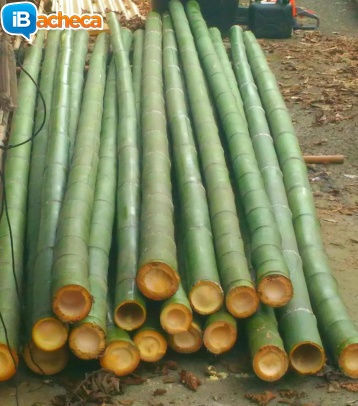 Immagine 4 - Vendo canne di bambù