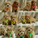 Maltipoo - immagine 1