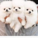 Pomerania - immagine 1