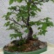 Bonsai carpino nero - immagine 1