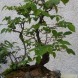 Bonsai carpino nero - immagine 2