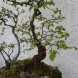 Bonsai carpino nero - immagine 3