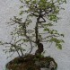 Bonsai carpino nero - immagine 4