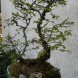 Bonsai carpino nero - immagine 5