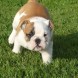 Bulldog inglese - immagine 1