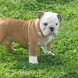 Bulldog inglese - immagine 2