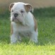 Bulldog inglese - immagine 3