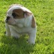 Bulldog inglese - immagine 4