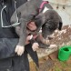 Cuccioli di Alano - immagine 2