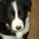 Border collie cuccioli - immagine 1