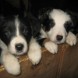 Border collie cuccioli - immagine 2