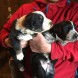 Border collie cuccioli - immagine 3