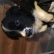 Border collie cuccioli - immagine 4