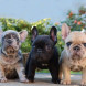 Bulldog - immagine 1