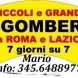 Roma sgombero cantine - immagine 1