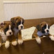 Regalo cuccioli di Boxer - immagine 1