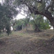 69 terreno metoio - immagine 4