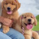 Regalo Golden Retriever - immagine 1