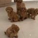 Regalo Barboncino Toy - immagine 1