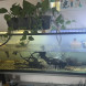 Acquario180cm - immagine 1