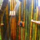 Vendo canne di bambù - immagine 1