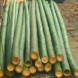 Vendo canne di bambù - immagine 4